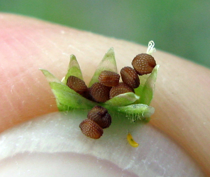 Common chickweed seed. Seeds are flattened, circular with marginal notch.  They are light brown to reddish in color.